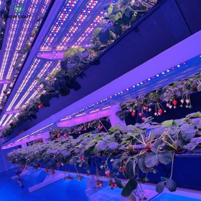 El paper dels tubs LED d'espectre complet creixen la llum en el desenvolupame...